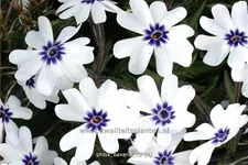 Phlox subulata 'Bavaria'
