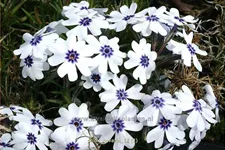 Phlox subulata 'Bavaria'