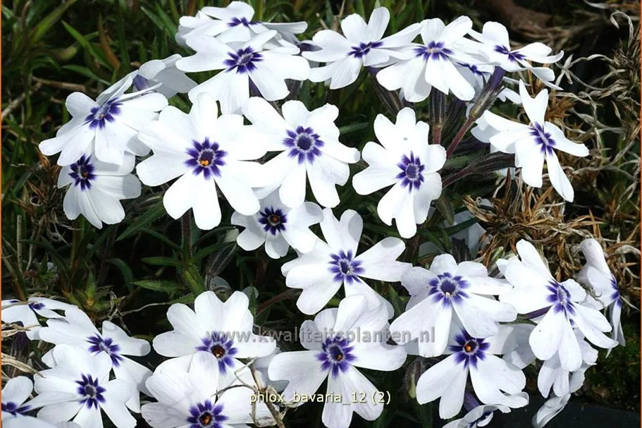 Phlox subulata 'Bavaria'