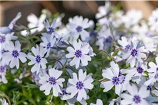 Phlox subulata 'Bavaria'