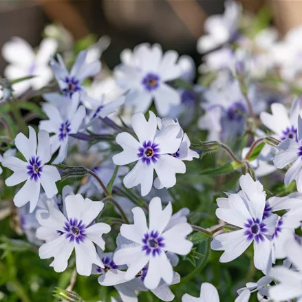Phlox subulata 'Bavaria'