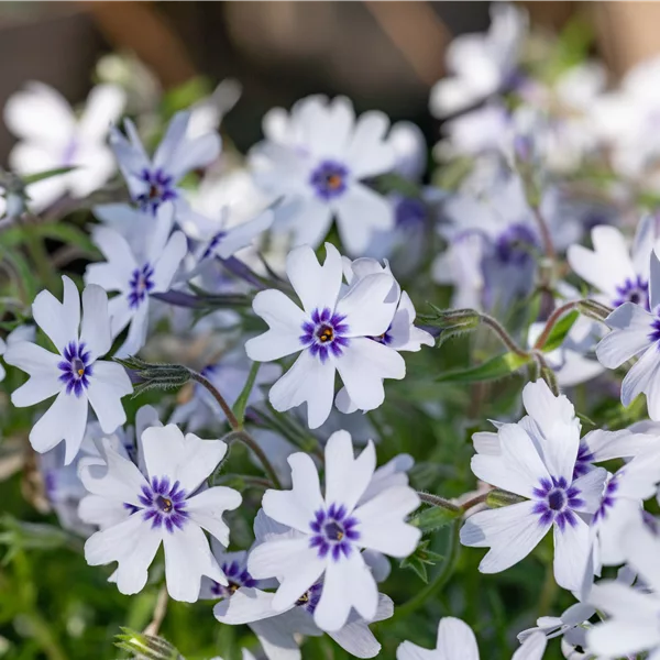 Phlox subulata 'Bavaria'
