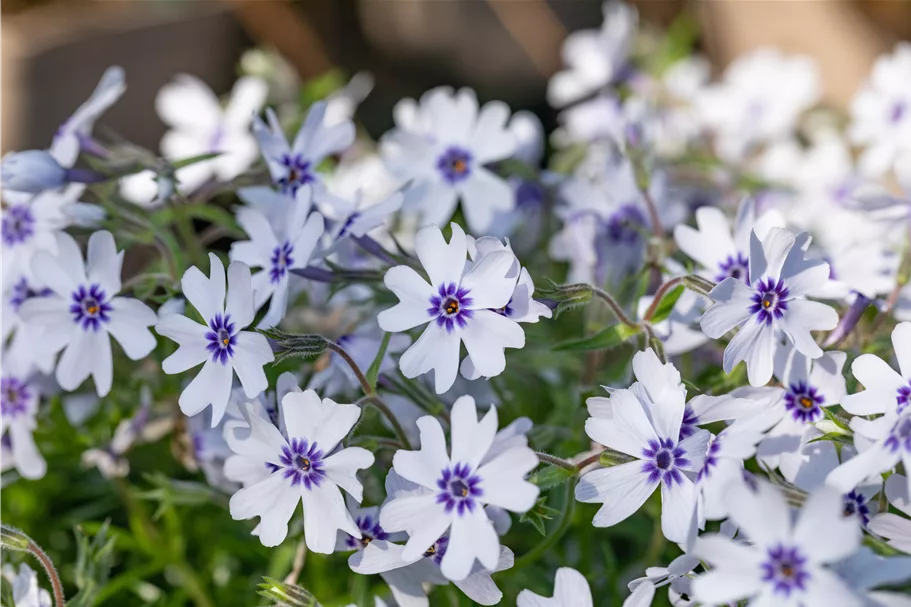 Phlox subulata 'Bavaria'