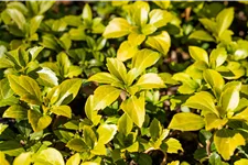 Pachysandra terminalis 'Green Carpet'®