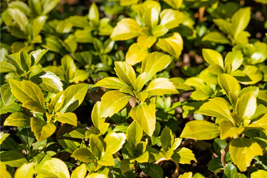 Pachysandra terminalis 'Green Carpet'®