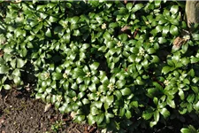 Pachysandra terminalis 'Green Carpet'®