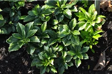 Pachysandra terminalis 'Green Carpet'®