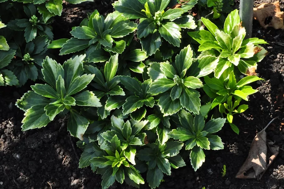 Pachysandra terminalis 'Green Carpet'®