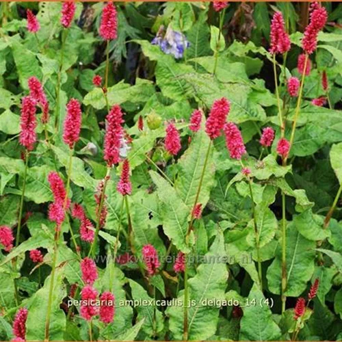 Persicaria amplexicaulis 'JS Delgado'