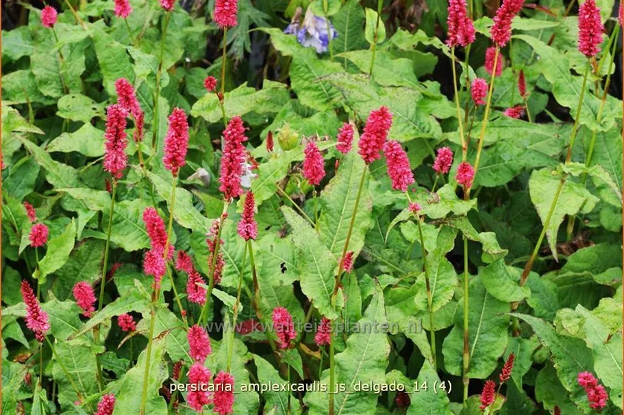 Persicaria amplexicaulis 'JS Delgado'