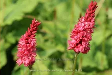 Persicaria amplexicaulis 'JS Delgado'