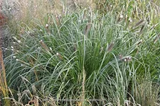 Pennisetum alopecuroides 'Japonicum'