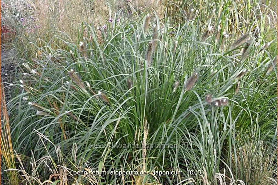 Pennisetum alopecuroides 'Japonicum'
