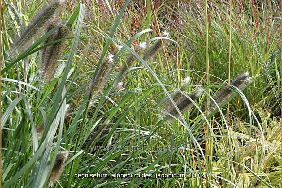 Pennisetum alopecuroides 'Japonicum'