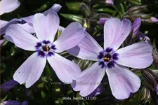 Phlox subulata 'Benita'