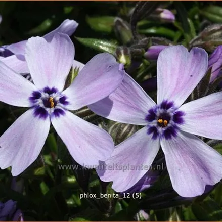 Phlox subulata 'Benita'