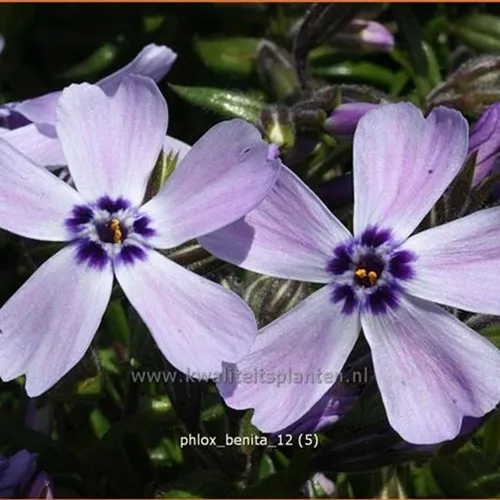 Phlox subulata 'Benita'