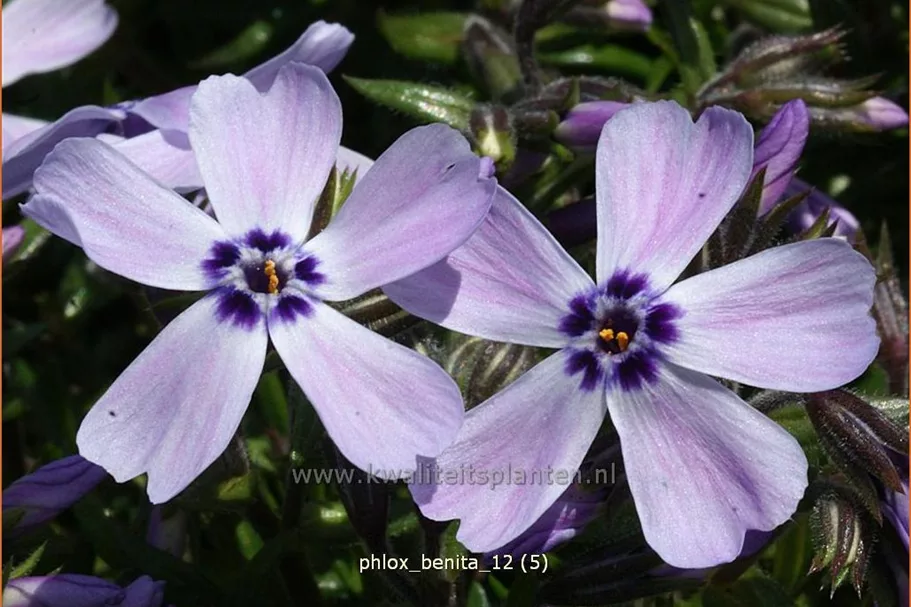 Phlox subulata 'Benita'