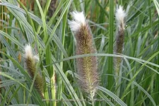 Pennisetum alopecuroides 'Japonicum'