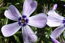 Phlox subulata 'Benita'