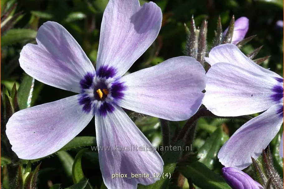Phlox subulata 'Benita'