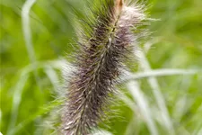 Pennisetum alopecuroides 'Japonicum'