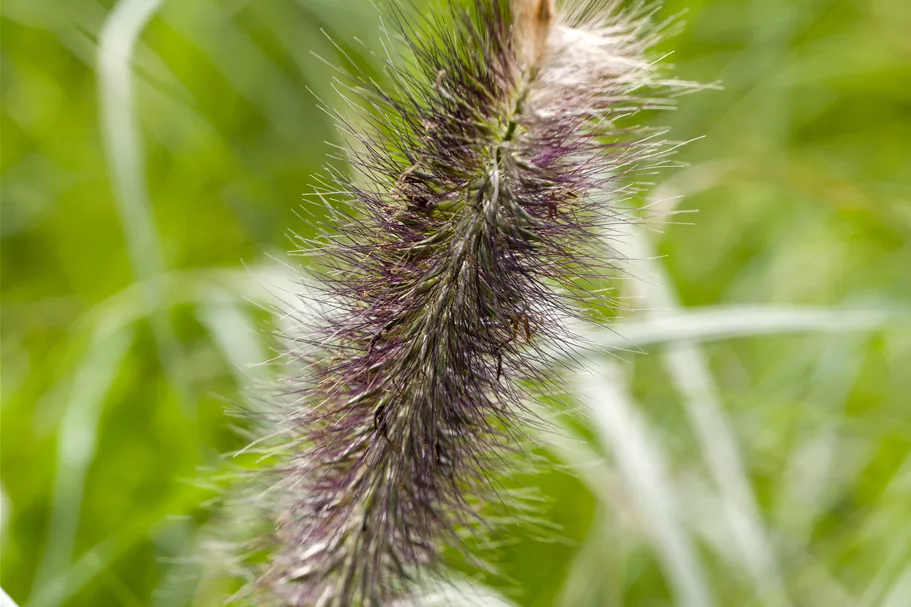 Pennisetum alopecuroides 'Japonicum'
