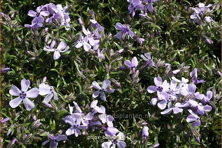 Phlox subulata 'Benita'