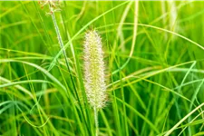 Pennisetum alopecuroides 'Japonicum'