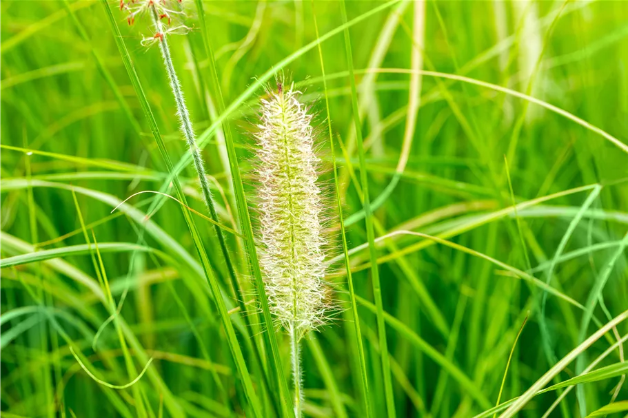 Pennisetum alopecuroides 'Japonicum'