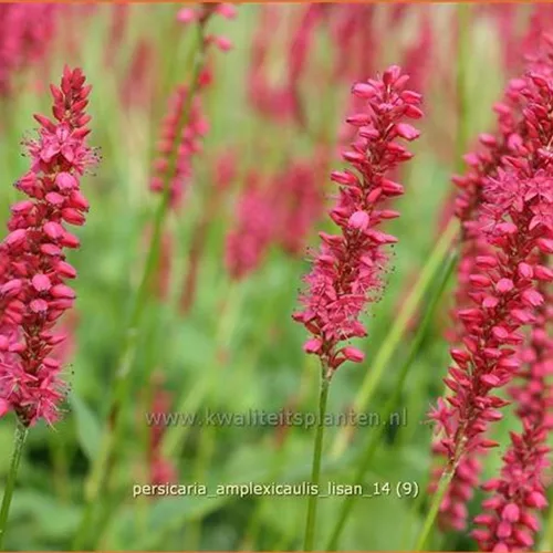 Persicaria amplexicaulis 'Lisan'