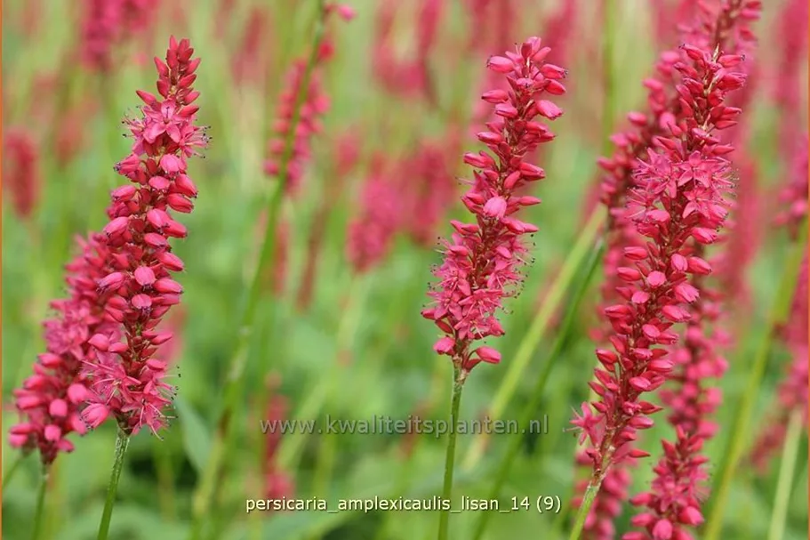 Persicaria amplexicaulis 'Lisan'