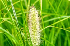 Pennisetum alopecuroides 'Japonicum'