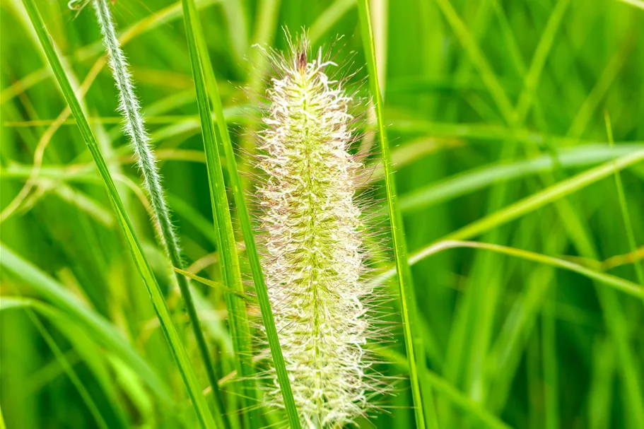 Pennisetum alopecuroides 'Japonicum'