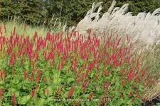 Persicaria amplexicaulis 'Lisan'