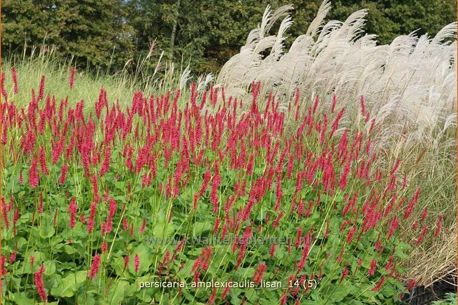 Persicaria amplexicaulis 'Lisan'