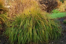 Pennisetum alopecuroides 'Japonicum'