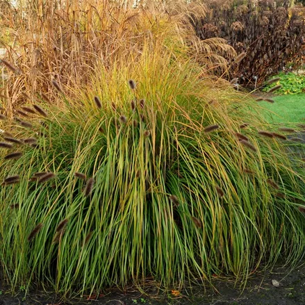 Pennisetum alopecuroides 'Japonicum'