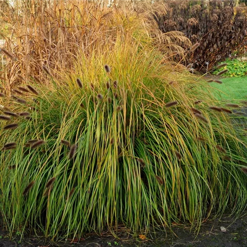 Pennisetum alopecuroides 'Japonicum'