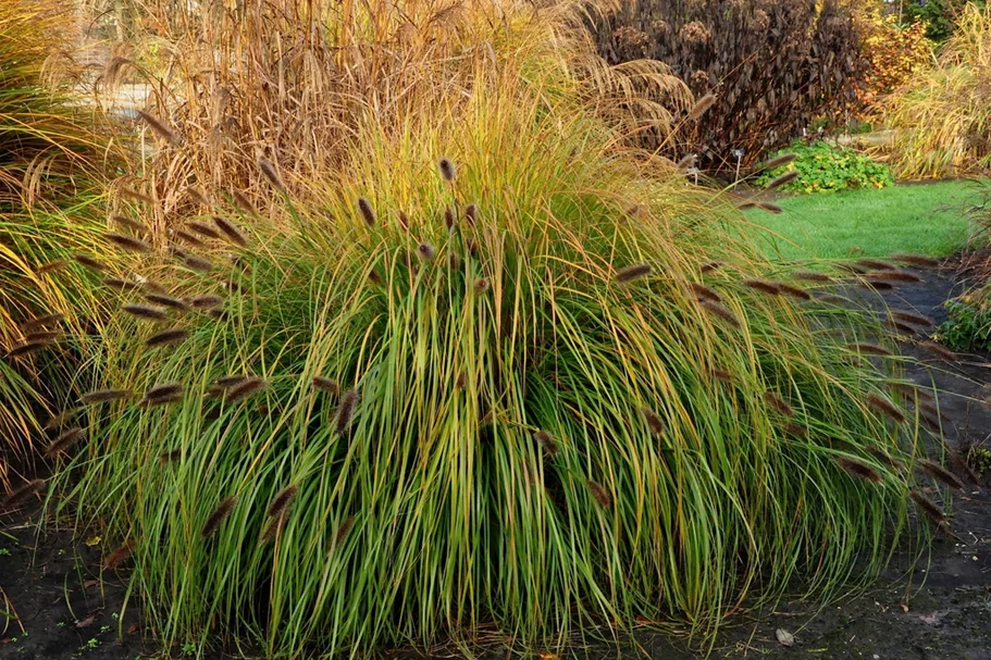 Pennisetum alopecuroides 'Japonicum'