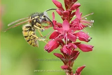 Persicaria amplexicaulis 'Lisan'