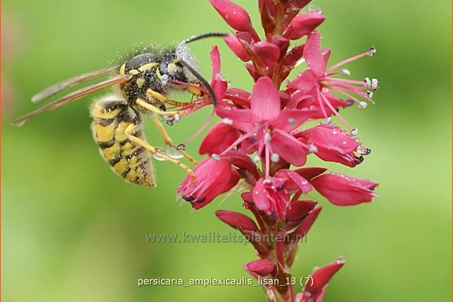 Persicaria amplexicaulis 'Lisan'