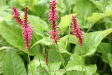 Persicaria amplexicaulis 'Lisan'