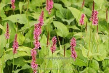 Persicaria amplexicaulis 'Lisan'