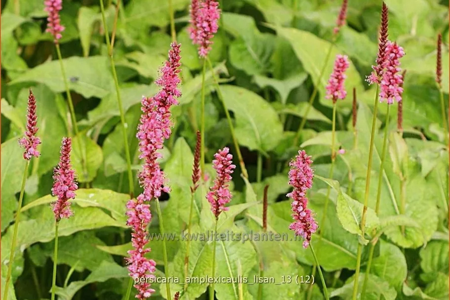 Persicaria amplexicaulis 'Lisan'
