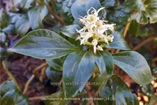 Pachysandra terminalis 'Green Sheen'®