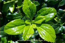 Pachysandra terminalis 'Green Sheen'®