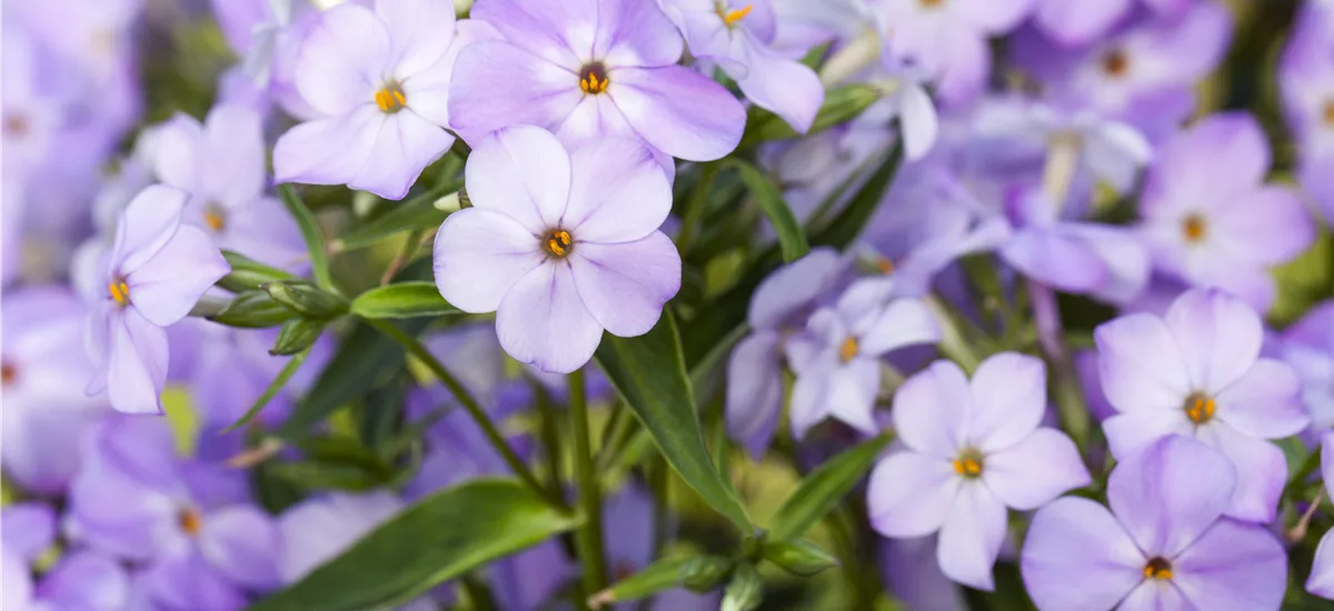 Phlox paniculata 'Blue Boy'