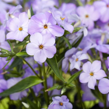 Phlox paniculata 'Blue Boy'