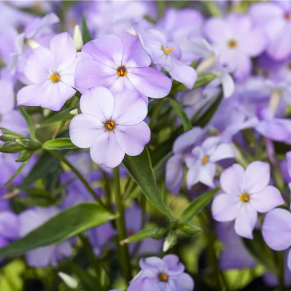 Phlox paniculata 'Blue Boy'